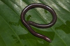 Siphonops hardyi