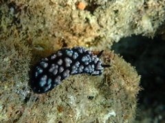 Phyllidiella
