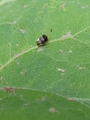Cochlochila conchata