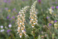 Digitalis lanata