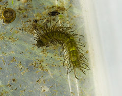 Phalacrocera replicata