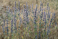 Stachys cretica