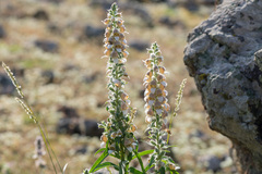 Digitalis lanata