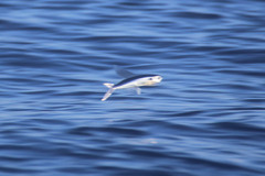 Cheilopogon