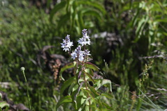 Veronica derwentiana