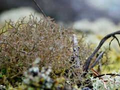 Cladonia appalachensis