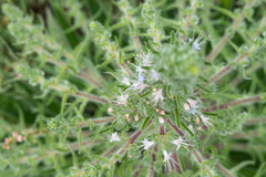 Echium italicum