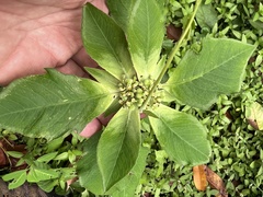 Euphorbia heterophylla image