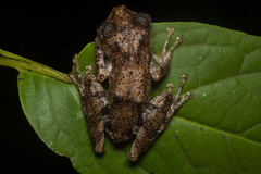 Scinax littoralis