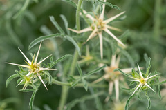 Centaurea calcitrapa