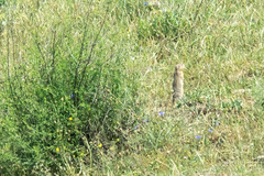 Spermophilus citellus