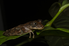 Scinax littoralis