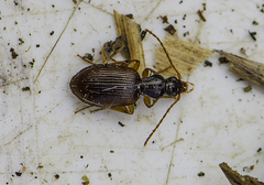 Oxypselaphus obscurus