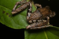 Scinax littoralis