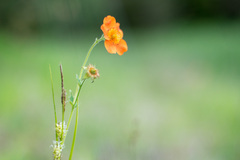 Geum coccineum