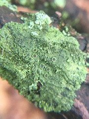 Hyperphyscia syncolla