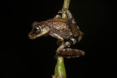 Scinax littoralis