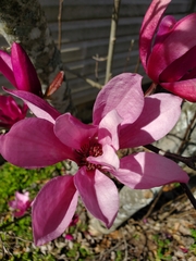 Magnolia liliiflora