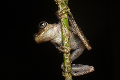 Scinax littoralis