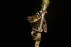 Scinax littoralis