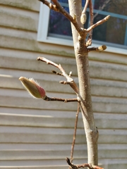 Magnolia liliiflora