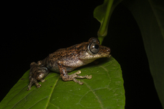 Scinax littoralis