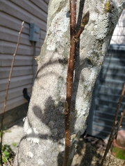 Magnolia liliiflora