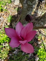 Magnolia liliiflora