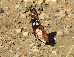 Graphium leonidas