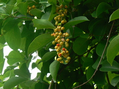 Celastrus paniculatus