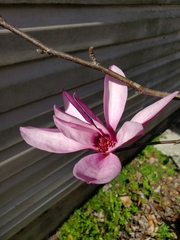Magnolia liliiflora