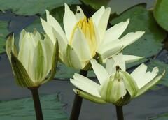 Nymphaea lotus