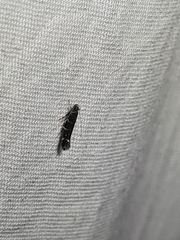 Stagmatophora argyrostrepta