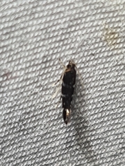 Stagmatophora argyrostrepta