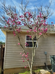 Magnolia liliiflora
