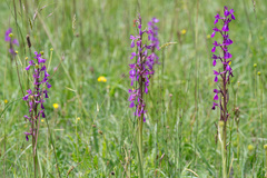 Anacamptis palustris elegans