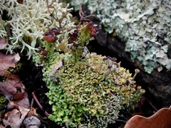 Cladonia borealis