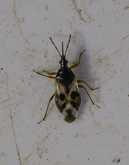 Anthocoris nemorum
