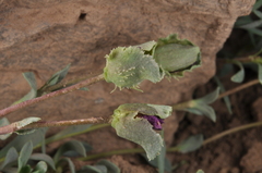 Montiopsis andicola