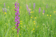 Anacamptis palustris elegans