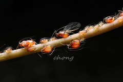 Pseudomegoura nipponica