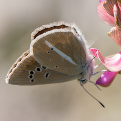 Polyommatus damon