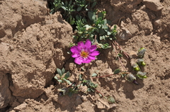 Montiopsis andicola