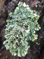 Heterodermia albicans