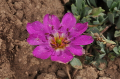 Montiopsis andicola