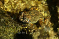 Limnonectes fragilis