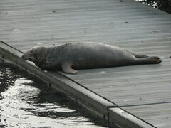 Halichoerus grypus grypus