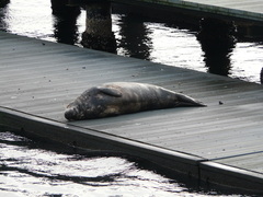 Halichoerus grypus grypus