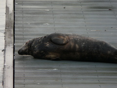 Halichoerus grypus grypus