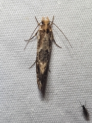 Moerarchis inconcisella